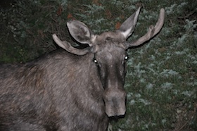 Psycho Moose